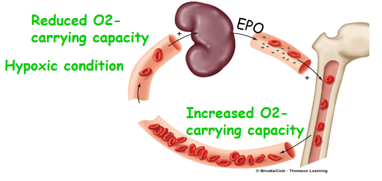 EPO