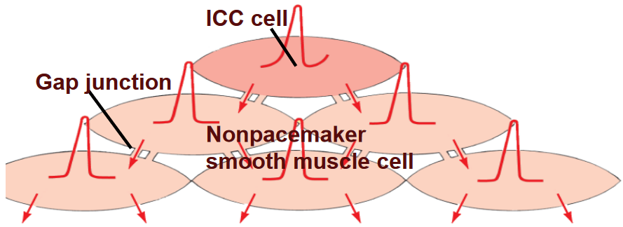 A Functional Syncytium