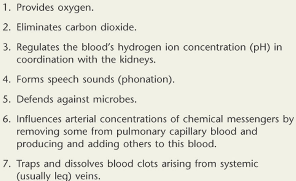 Functions of the Respiratory System