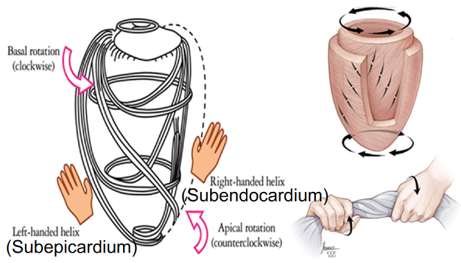 Orientation of Heart Fibers