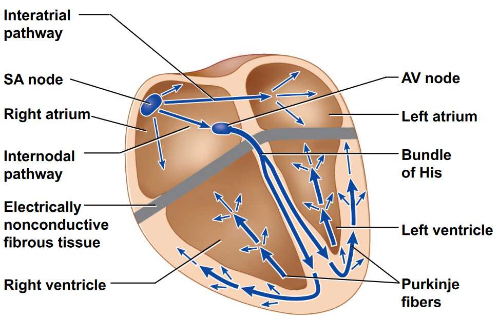 Electrical Signals in the Heart