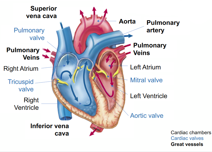 Structures of the Heart