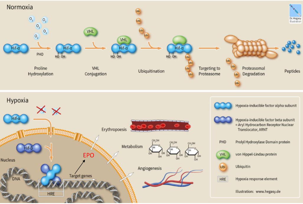 Cellular Response to Normoxic and Anoxic Conditions