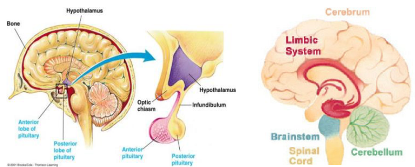 Structure of the Hypothalamus