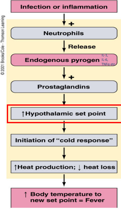 Fever Mechanism