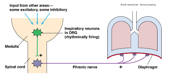 Inhaling and Exhaling Activity