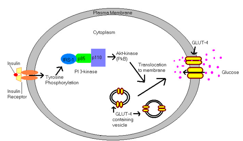 Insulin Signalling