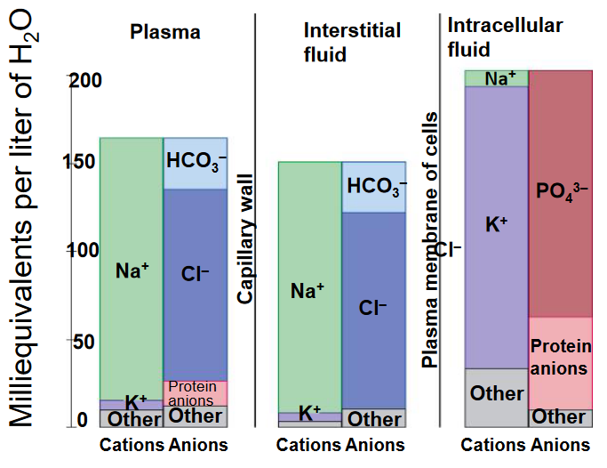 Ion Composition of Bodily Fluids