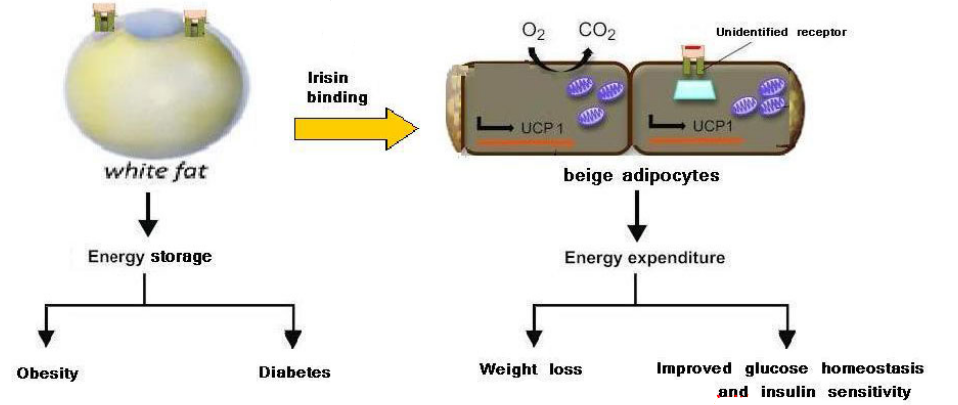 Irisin Converts White Adipocytes to Beige Adipocytes