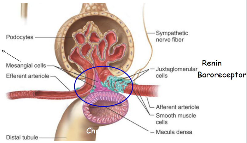 Structure of the Juxtaglomerular Apparatus