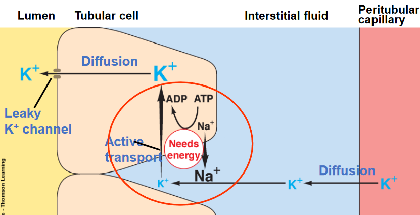 Potassium Secretions