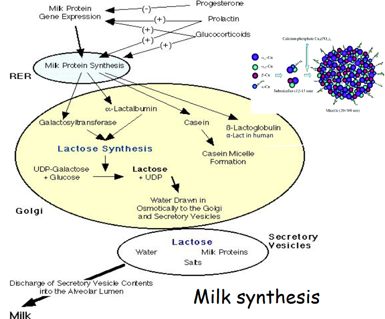 Lactation