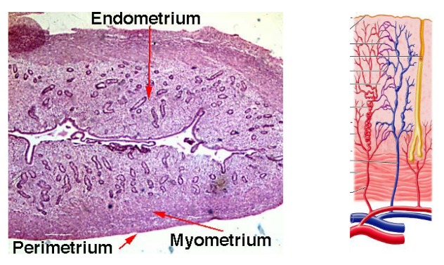 Layers of the Uterus