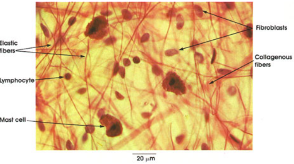 Loose Connective Tissue