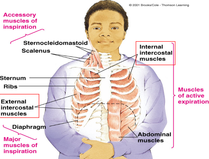 Muscles of Respiration