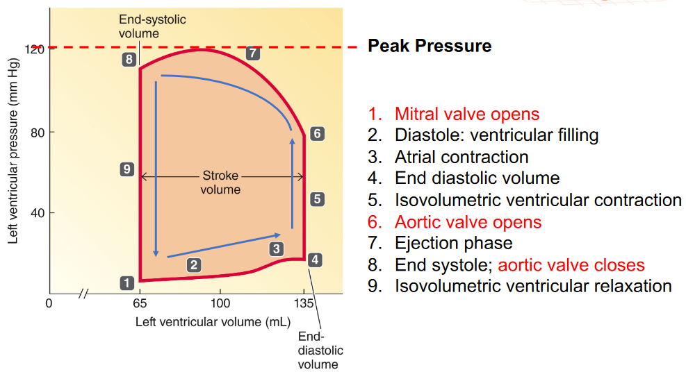 PV Loop in Left Ventricle