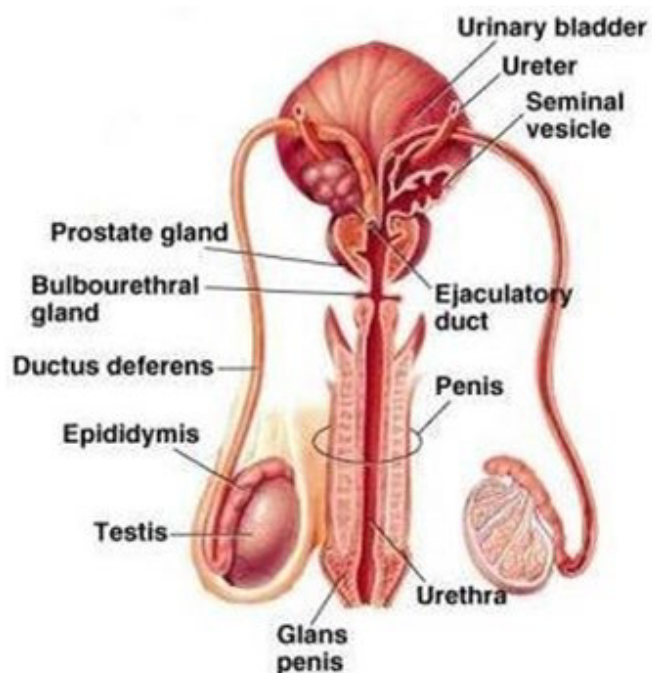 Male Reproductive System