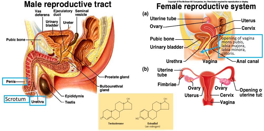 Male and Female Reproductive System