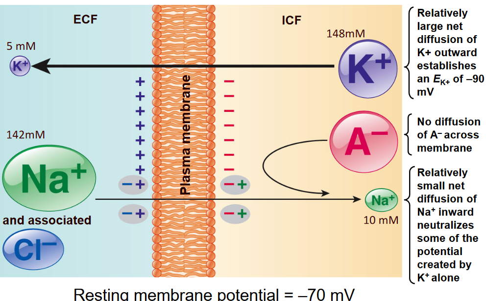 Membrane Potentials