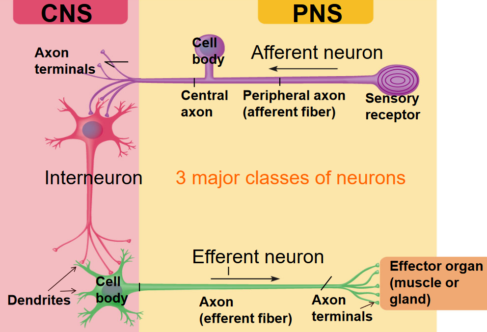 Types of Neurons