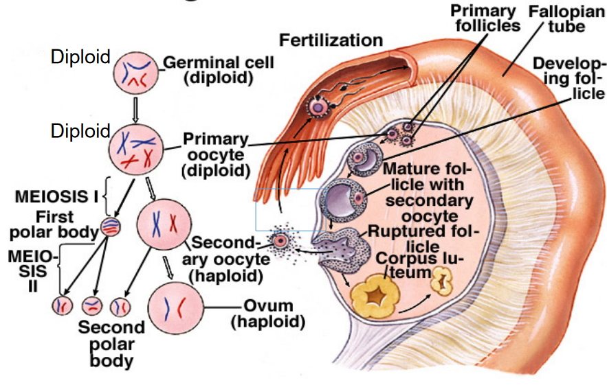 Oogenesis