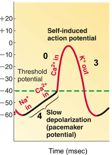 Pacemaker Action Potential