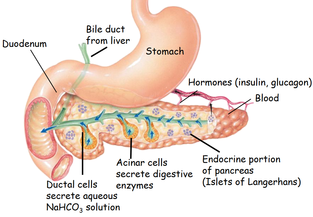 Anatomy of the Pancreas