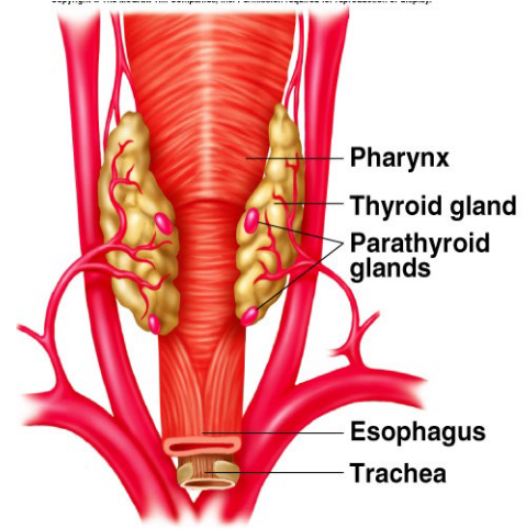 Parathyroid Glands