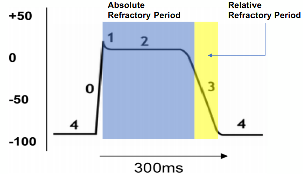 Refractory Periods