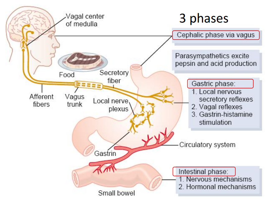 Regulating Gastric Secretions