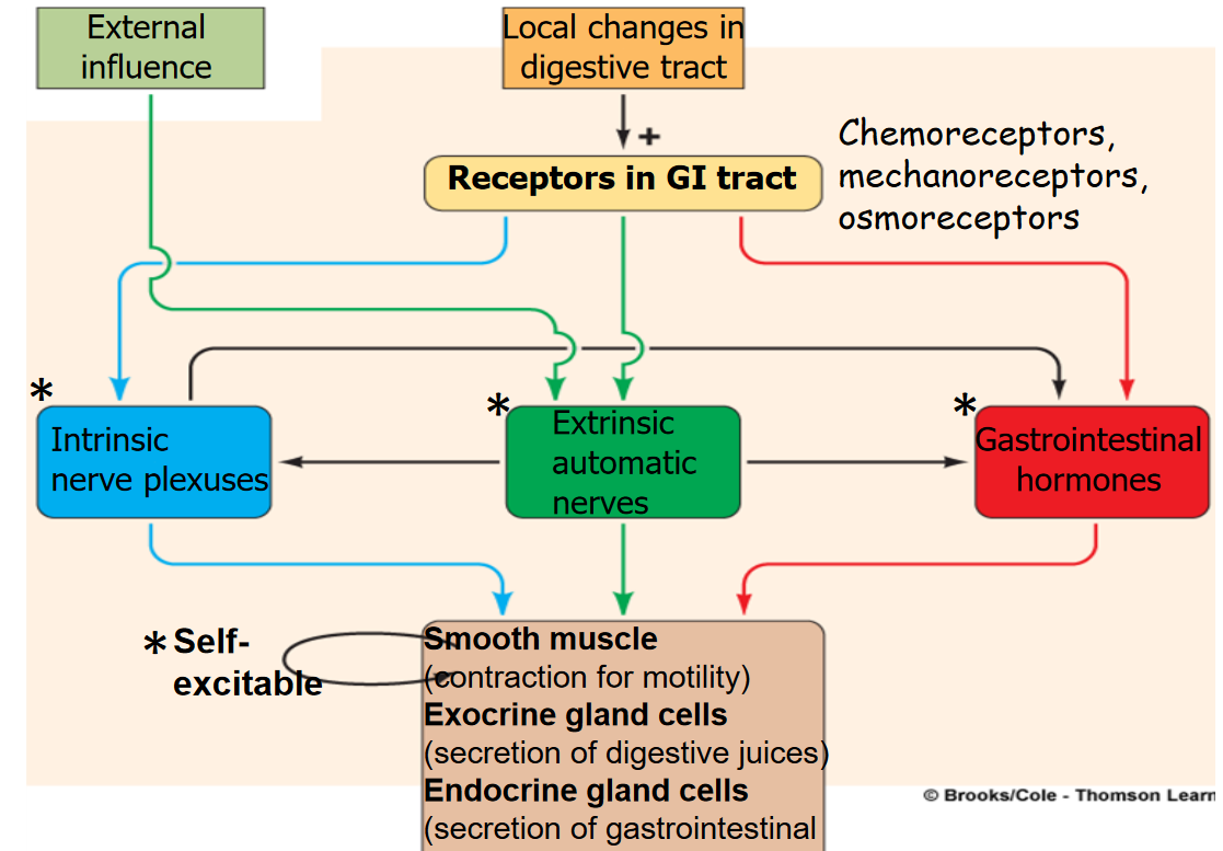 Regulation of the Digestive System