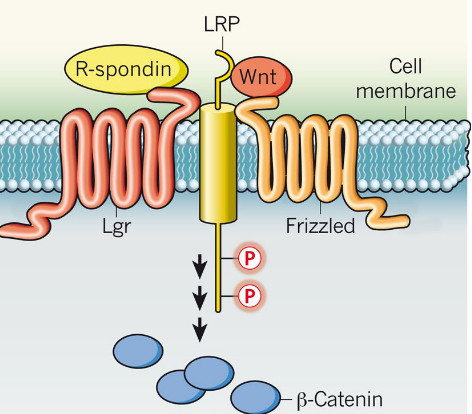 RSPO1 Mechanism