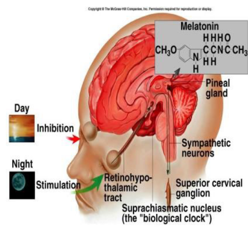 The Pineal Gland