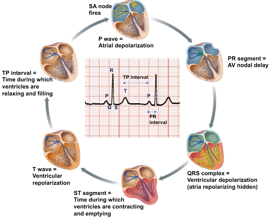 Segments of a Heart Beat