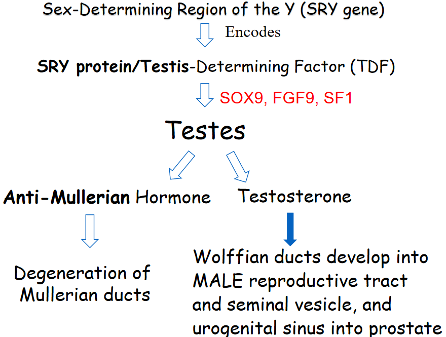 Summary of Sex Determination