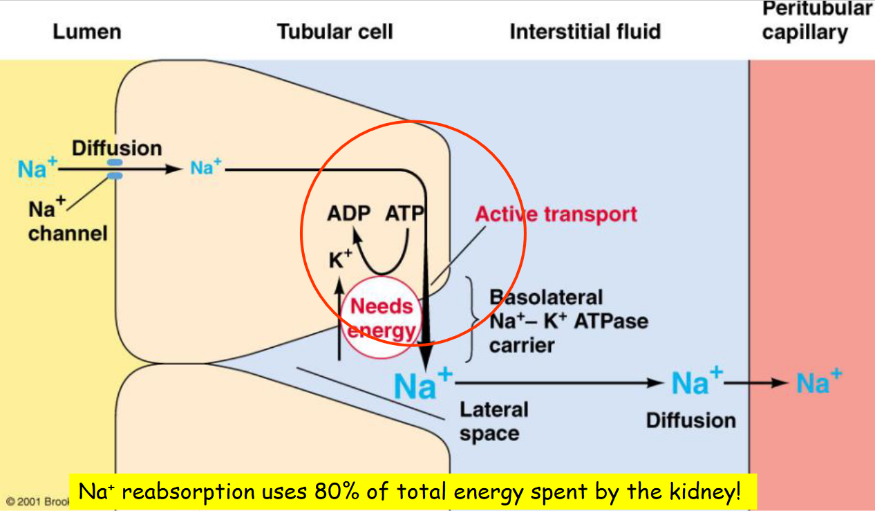 Sodium Reabsorption