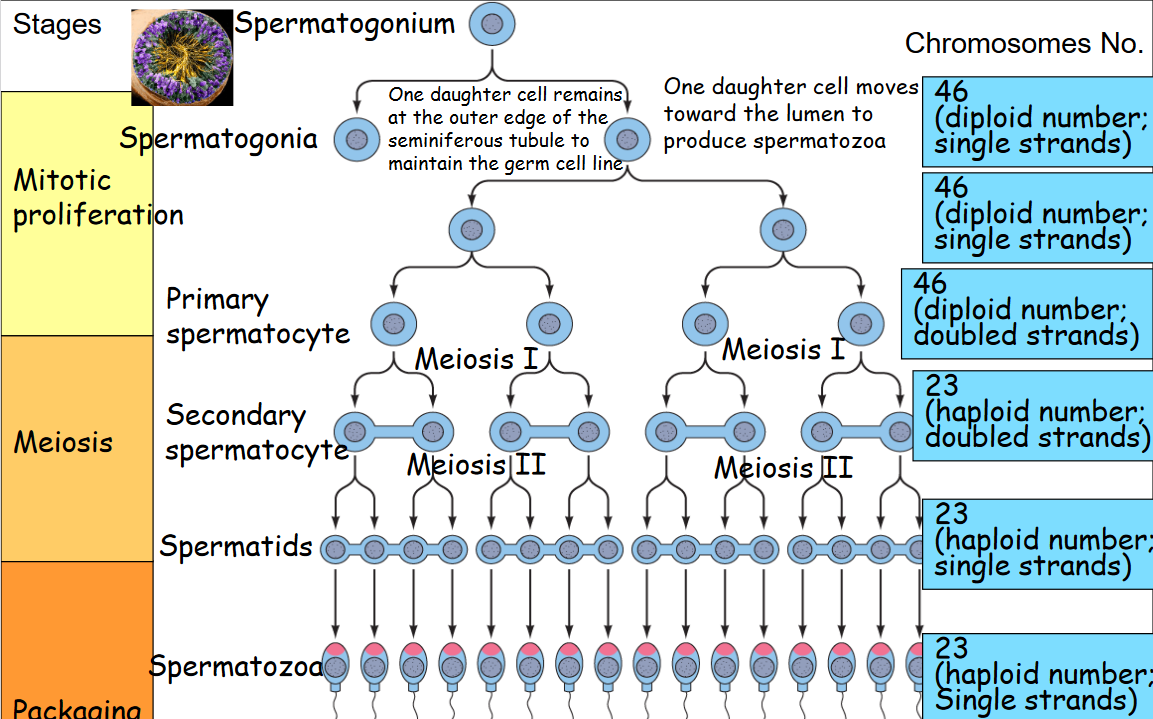 Spermatogenesis