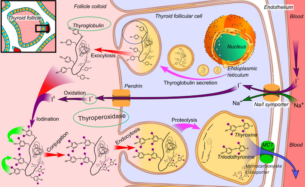 Synthesis of Thyroid Hormones