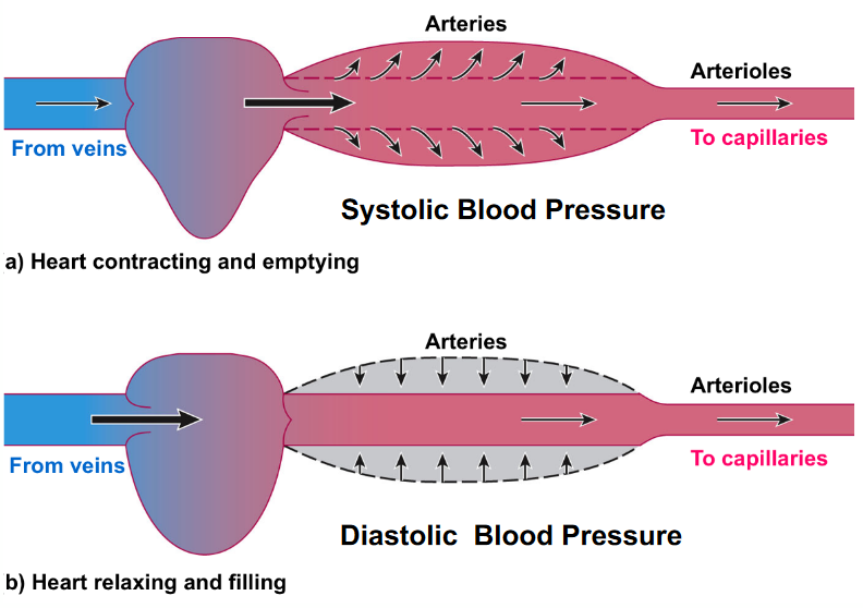 Systolic and Diastolic Blood Pressure