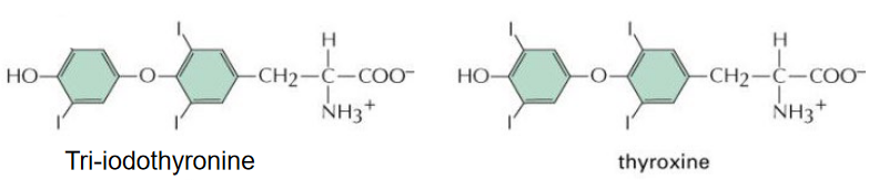 T3 and T4 Hormones