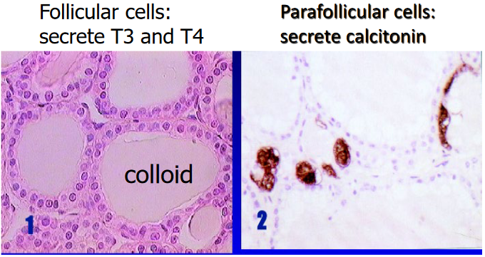 T3 and T4 Cells