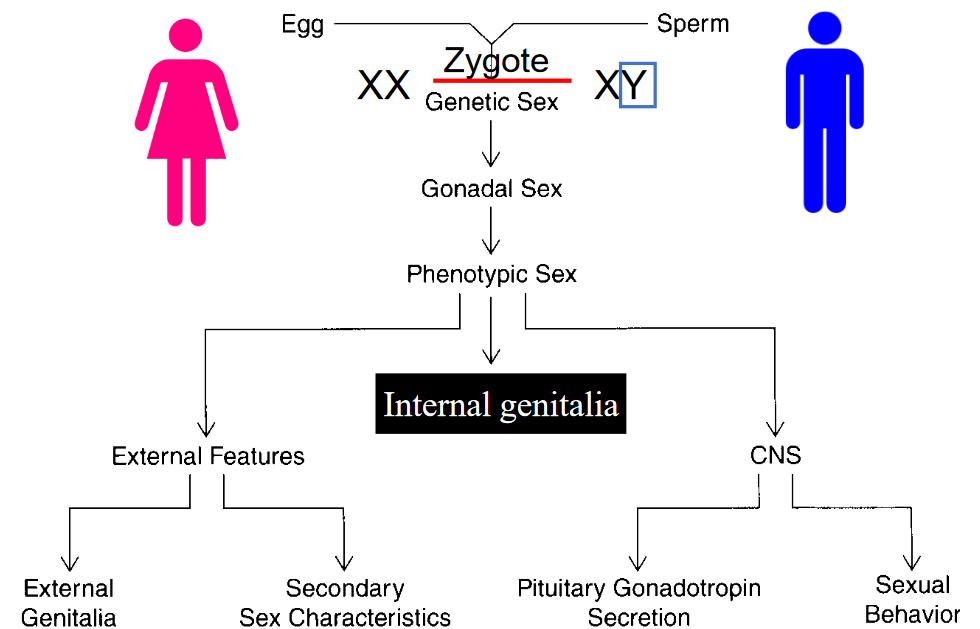 Three Levels of Sex