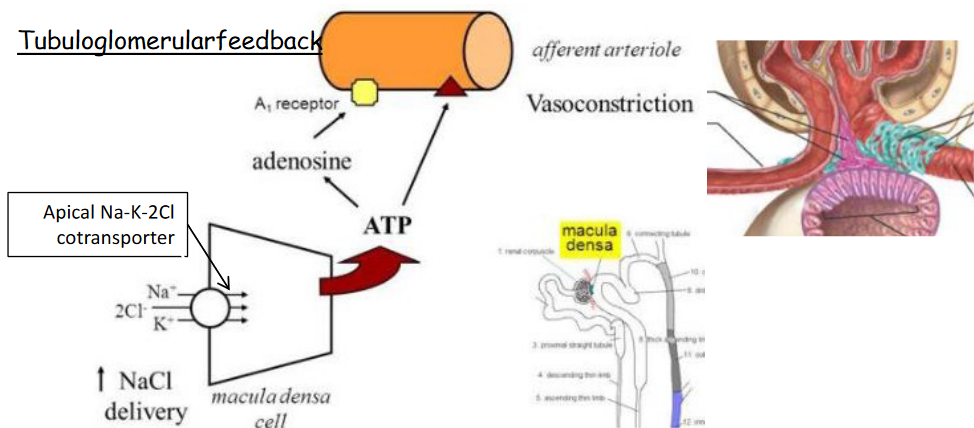 Tubuloglomerular feedback