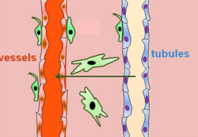 Tubular Reabsorption