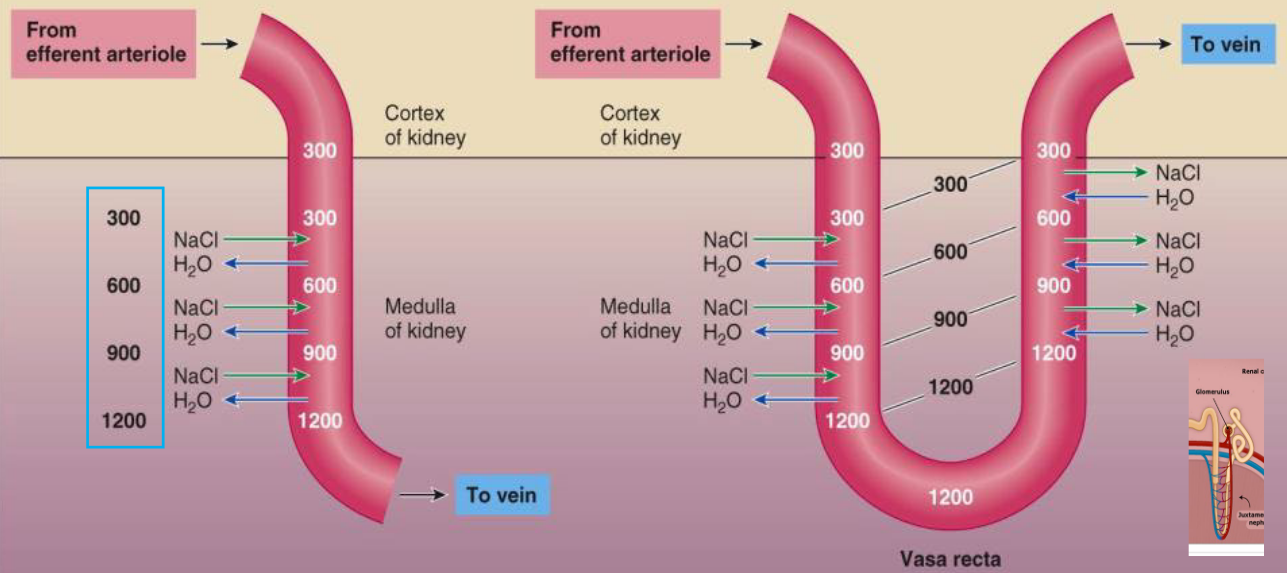 Countercurrent Exchange in the Vasa Recta