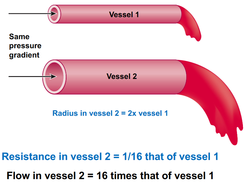 Vessel Radius Demonstration