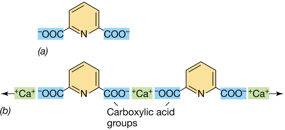 Dipicolinic Acid in Bacterial Spores