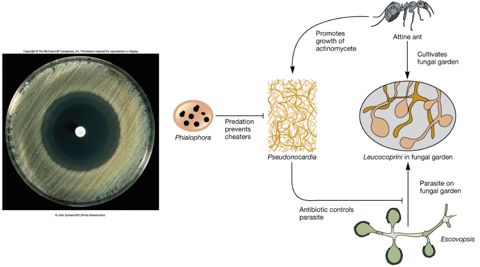 Relationship Between Leaf Cutting Ants and Antibiotic-Producing Bacteria