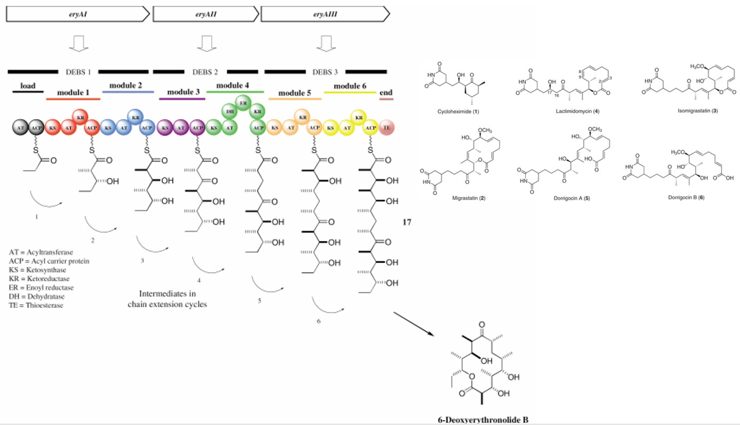 Antibiotic Production in Streptomyces Bacterium