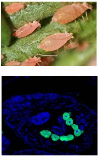 Aphids and Buchnera aphidicola